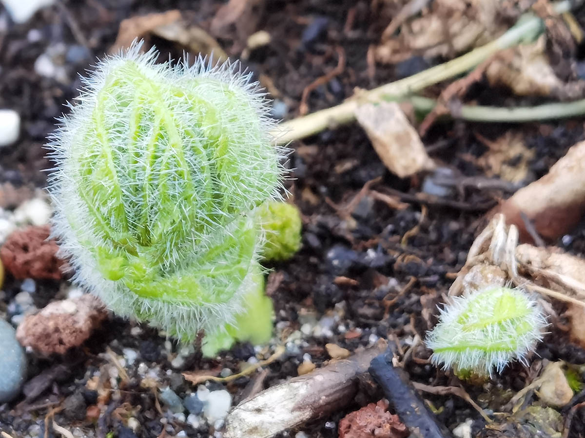 Myrrhis odorata en fleurs dans une prairie fraîche d'altitude